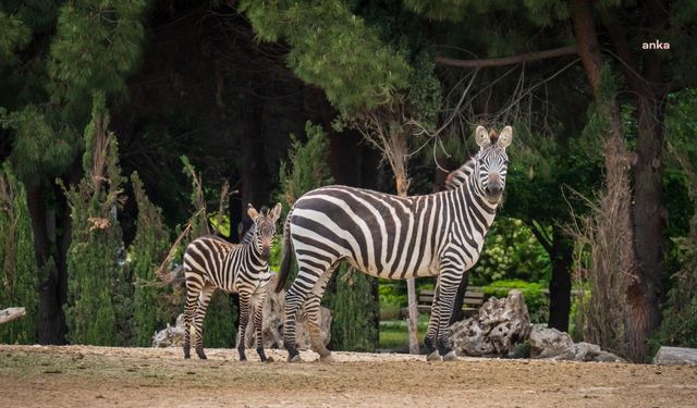 İzmir Doğal Yaşam Parkı bayramda ziyaretçileri bekliyor