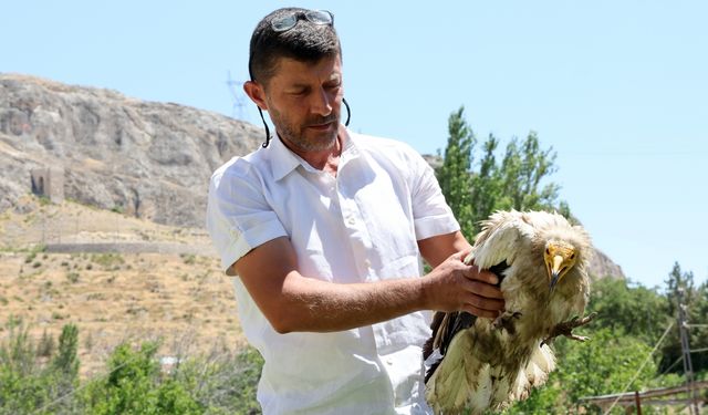 Malatya'da yaralı halde bulunan yaralı beyaz akbaba tedaviye alındı