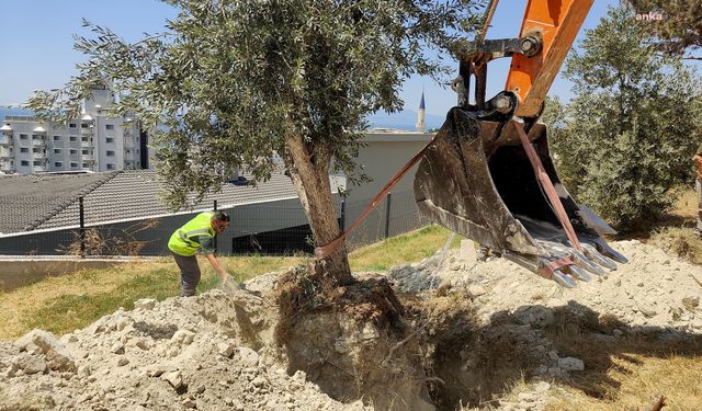 Kuşadası Belediyesi, kesilme riski taşıyan ağaçları yeni yaşam alanlarına taşıyor