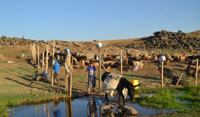 Muş'ta 'berivanlar' üç tekerlekli motosikletlerle yaylaya çıkıyor
