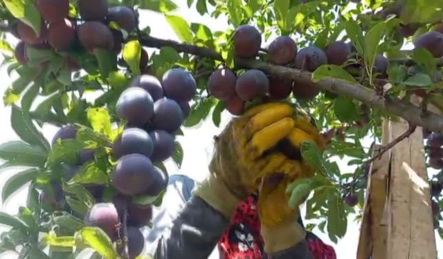 Iğdır'ın "siyah incisi" anjelik eriklerin hasadı başladı