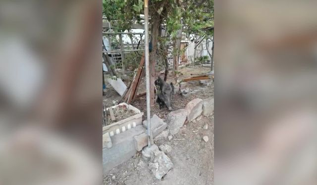 İzmir'de ateşli silahla yaralanan domuz Doğal Yaşam Parkı’nda sağlığına kavuştu