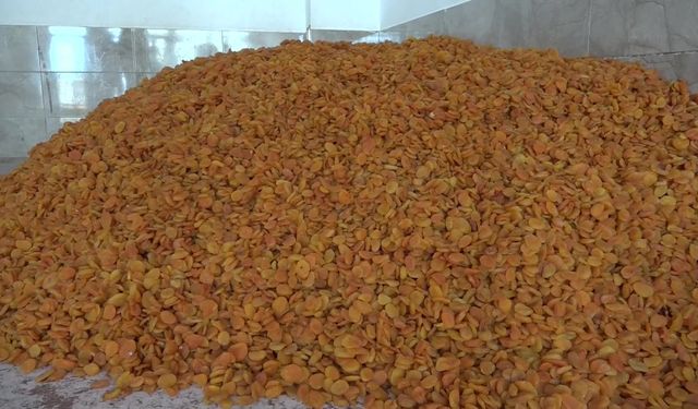 Bir yılda 74 bin ton kayısı ihraç edildi, gelir 377 milyon dolar