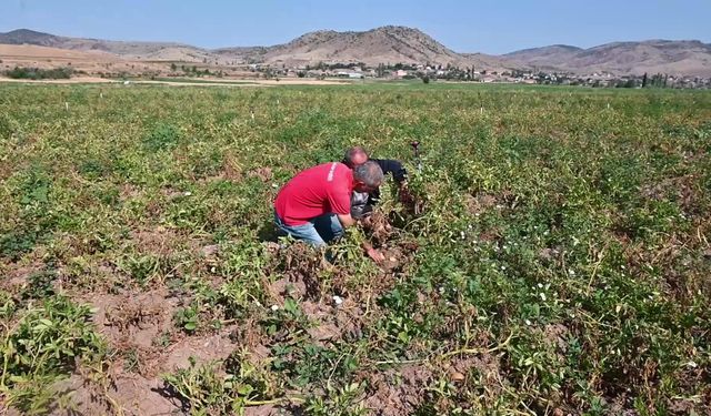 Yozgat’ta hasadına başlanan yazlık patates tarlada kaldı