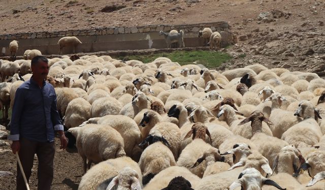 Yetiştiriciler çoban bulamıyor: Kaçak yollarla getirilen göçmen işçiler kayıt dışı çalıştırılıyor