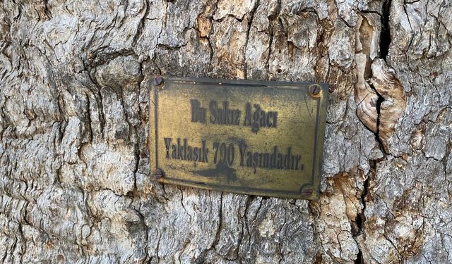 Arapgir’in Onar Köyü’nün anıt ağacı: Yüzde 70’i ölü, yüzde 30’u canlı, 700 yıllık ağaç kutsal kabul ediliyor