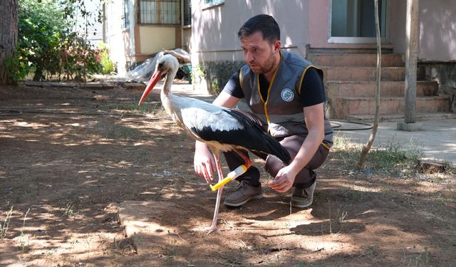 Bingöl’de yaralı leyleğe jandarma personelinden 3D yazıcıyla protez bacak