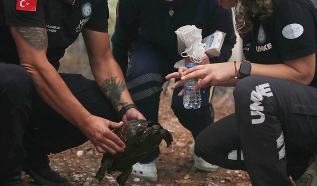 UMKE ekipleri alevlerin arasından kaplumbağa kurtardı