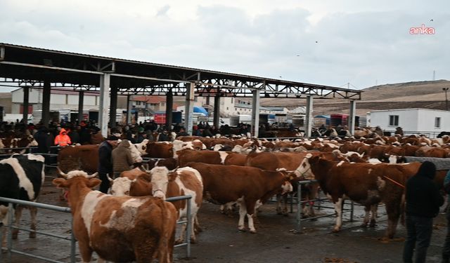 Iğdır’da şap hastalığı nedeniyle hayvan pazarı 1 ay kapatıldı