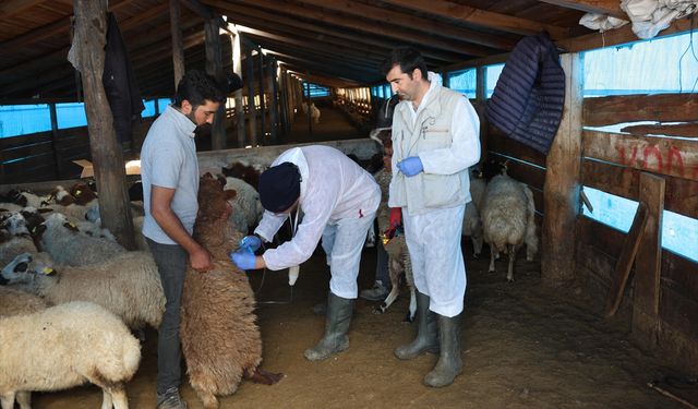 Kars’ta küçükbaş hayvanlarda aşılama çalışmaları sürüyor