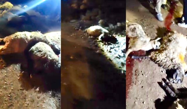 Malatya Doğanşehir’de Tır Koyun Sürüsüne Çarptı: 13 Küçükbaş Hayvan Telef Oldu