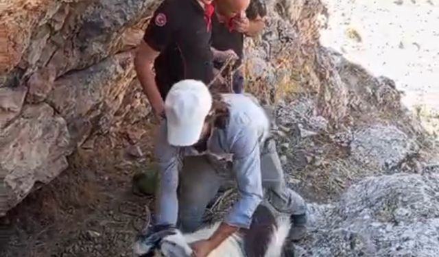 Yeşilyurt’ta mahsur kalan 4 keçi kurtarıldı