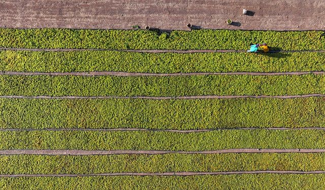 Çiftçilere 349 milyon liralık destek ödemesi başladı