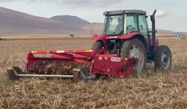 Malatya’nın Darende ilçesinde üretilen Selanik patatesi dış pazarda ilgi görüyor
