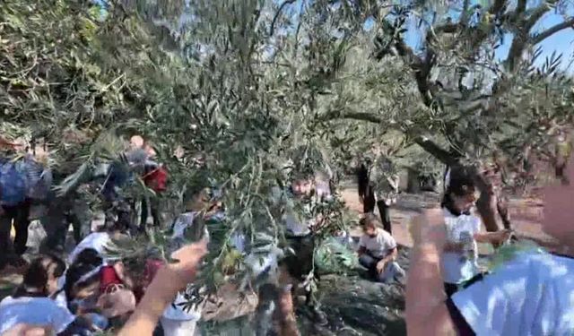 Soma’da Zeytine Vefa: 1. Geleneksel Hasat Şenliği Yoğun İlgi Gördü