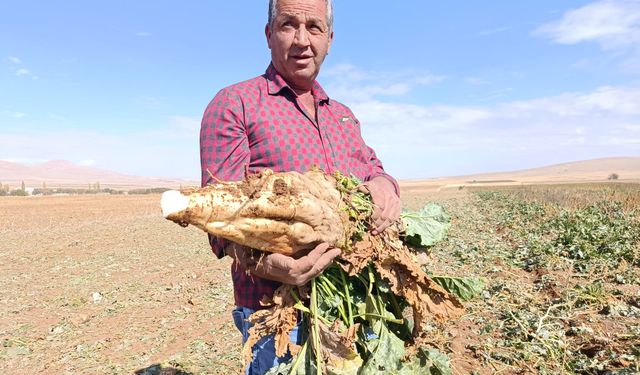 Darendeli çiftçi dert yandı: “Suya, gübreye, işçiye verdik; bize 500 kilo kaldı”