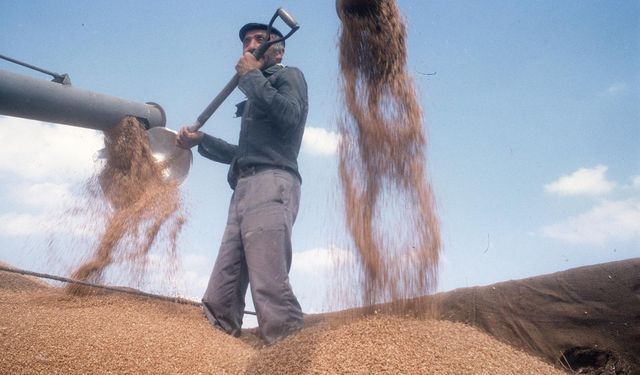 TMO, 1 Ekim 2025’ten İtibaren Geçerli Hububat Satış Fiyatlarını Açıkladı