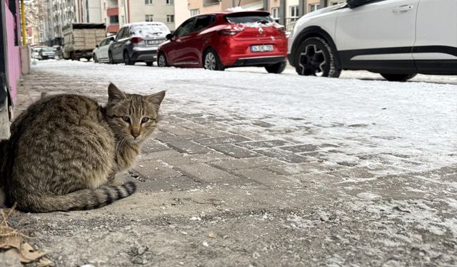 Doğu Anadolu’da Dondurucu Soğuk: Beş İlde Kar Yerini Buzlanmaya Bıraktı