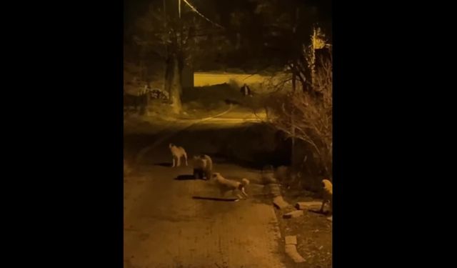 Tunceli Pülümür’de anne ayı ve yavruları ilçe merkezine indi