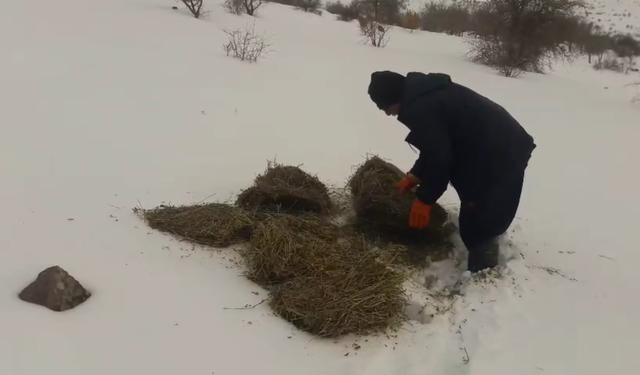 Hekimhan Basak Mahallesi’nde köylüler dağ keçileri için doğaya yem bıraktı