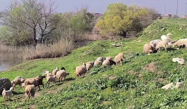 Besicinin Kurban İsyanı: "Zarar Ettik, Kurbanlık Beslemeyi Bıraktık!"