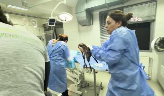 İzmir'de Mucize Kurtuluş: Öldü Sanılan Yavru Ceylan Suni Solunumla Hayata Döndü!