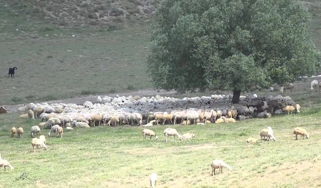 Aksaray'a Afgan çoban geldi