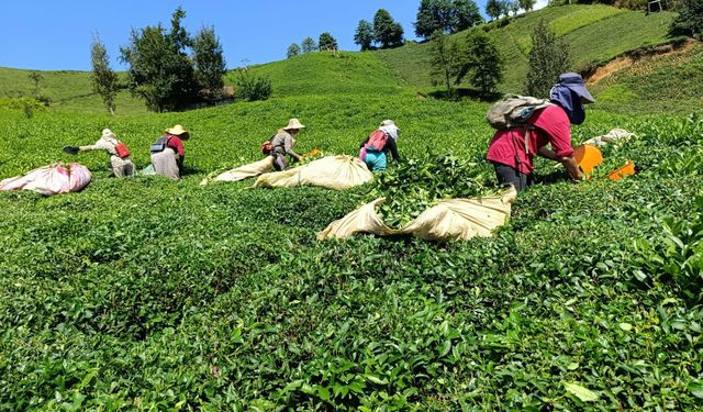 Karadeniz'de çay üreticisi: Kota ve kontenjan oyunuyla ürünler ucuza gidiyor!