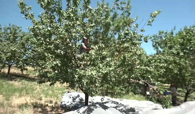 Malatya’da Büyük Geri Dönüş: Don Felaketinin Ardından İlk Hasat İhracat Yolunda!
