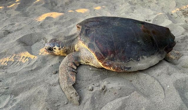 Mucizenin adı Olcay! Bodrum'da can çekişirken bulunmuştu, özgürlüğe ilk adımı böyle attı!