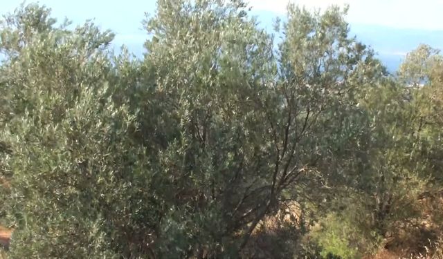 Zeytin Üreticisi Alarm Veriyor: Rekolte Yüksek Ama Maliyetler Bel Büküyor!