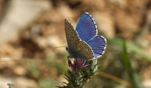 Doğa Fotoğrafçılarından Malatya’da Çeyrek Asırlık Kelebek Seferberliği: Biyolojik Çeşitlilik Belgelendi!