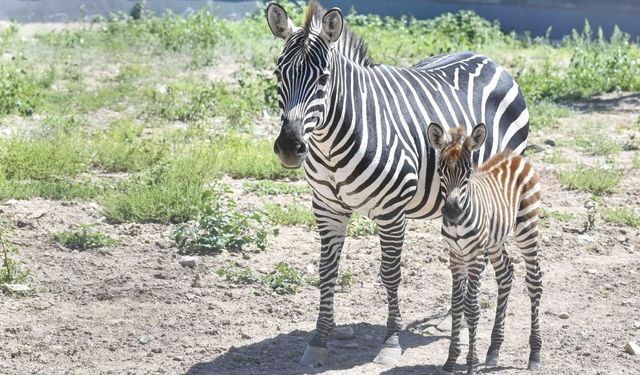 Ankara'da Yavru Zebra Dünyaya Geldi!