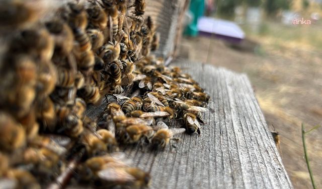 2 Bin Rakımda Sezon Açıldı: Siparişlere Yetişilemiyor, Yurt Dışından Talep Yağıyor!