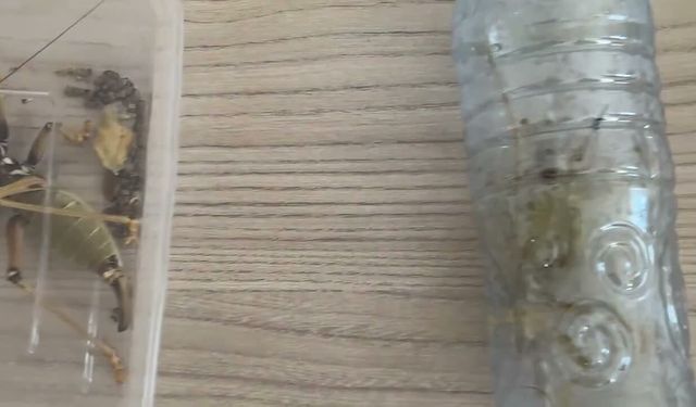 Nemrut Dağı'nda Yakalandılar: 2 Yabancıya 1,4 Milyon Liralık Rekor Ceza!