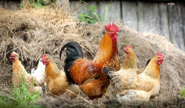 TÜİK Rekor Rakamları Açıkladı: Kümes Hayvancılığı Üretiminde Dev Artış!