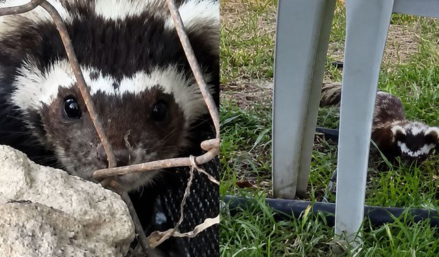 Malatya’da Bahçeye İnen Nadir Konuk Heyecan Yarattı: O Anlar Kamerada!
