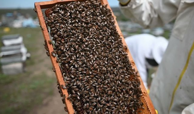 Organik Bal Hasadı Başladı: Üreticiden "Kanserojen" Maddeli Sahte Bal Uyarısı
