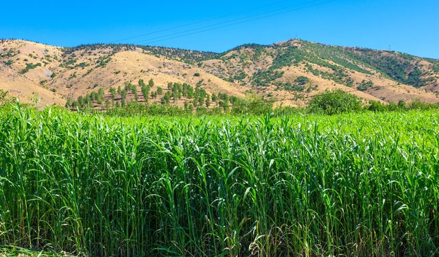 Kale'de Sorgum Sudan Otu Sürprizi: Rekor Verim Süt Üretimini Uçurdu
