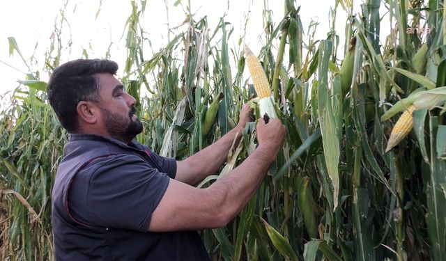 Yozgat'ta Silajlık Mısır Hasadı Başladı: "Çiftçiyiz Diye Bu Kadar Üstümüze Gelinmesin"