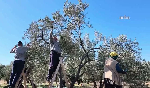 Aydın'da zeytin üreticisi isyan etti: “Maliyeti 50 lira, 30 liraya satıyoruz”