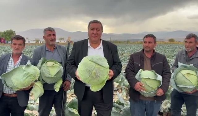 Lahana Tarlada Kaldı, Üretici Feryat Etti: Geçen Yılın Yarı Fiyatına Alıcı Bulamıyor