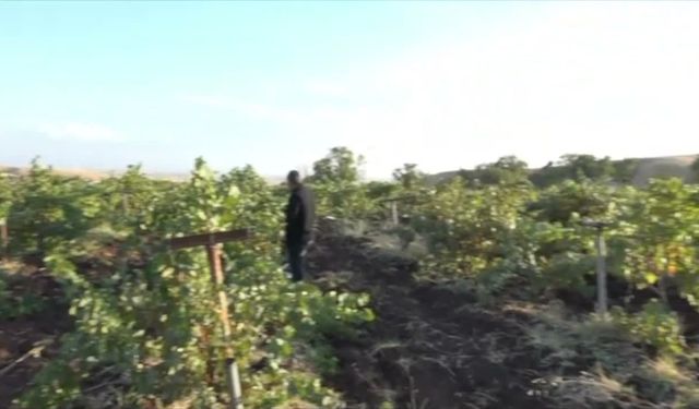 Silvan'da Bağ Bozumu Mesaisi Başladı: Geleneksel Üzüm Lezzetleri Sofralara Taşınıyor