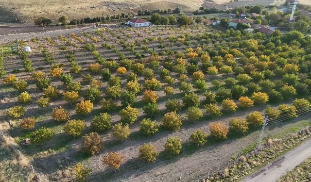 Yozgat’ta Rekor Ceviz Hasadı Başladı: Üreticiden Fiyat Sitemi