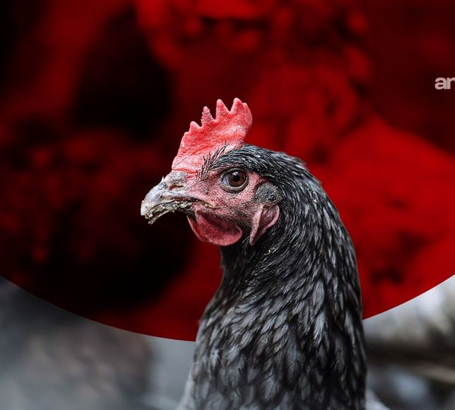 Beyaz Ette Yaz Fırsatçılarına Tokat Gibi Ceza: Bakanlık Düğmeye Bastı, Milyonlarca Lira Ceza Yağdı!