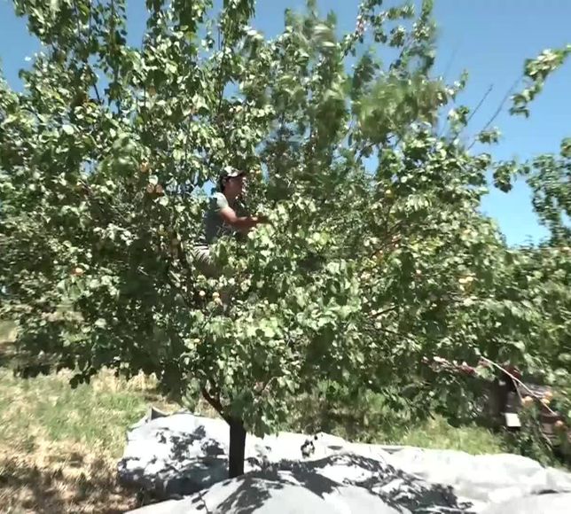 Malatya’da Büyük Geri Dönüş: Don Felaketinin Ardından İlk Hasat İhracat Yolunda!