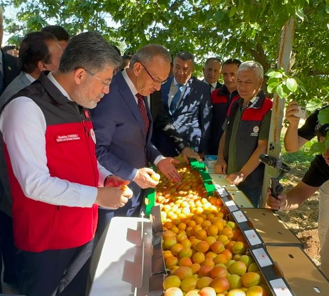 Bakan Yumaklı Malatya’da Kayısı Hasadına Katıldı: "Geçen Yıl Umut Yoktu, Bugün Yüzümüz Gülüyor!"