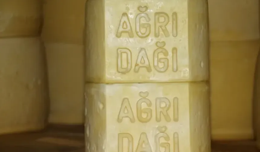 Bu tesiste günlük 20 ton süt kaşar peynirine dönüşüyor