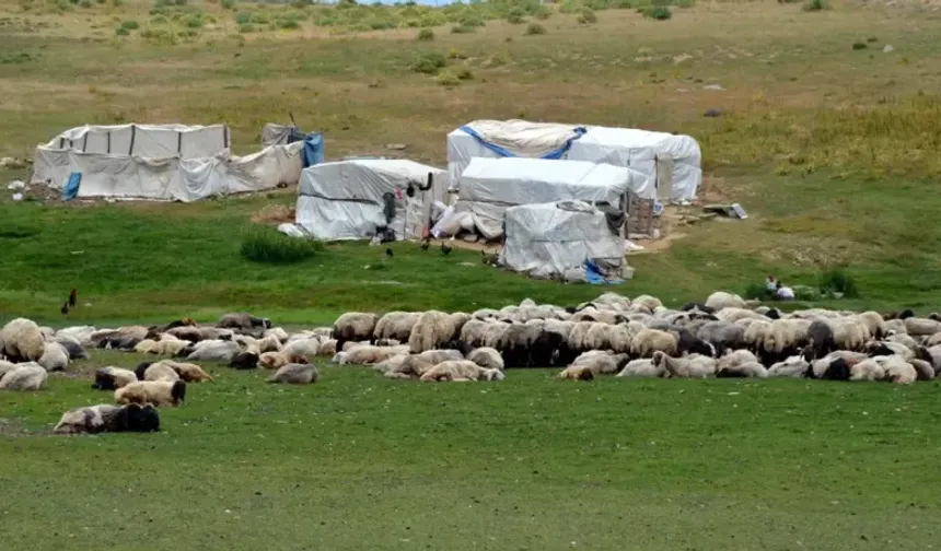 Muş'ta Göçerler Nasıl Yaşıyor? Yaylalarda Hayat Nasıl İşliyor?