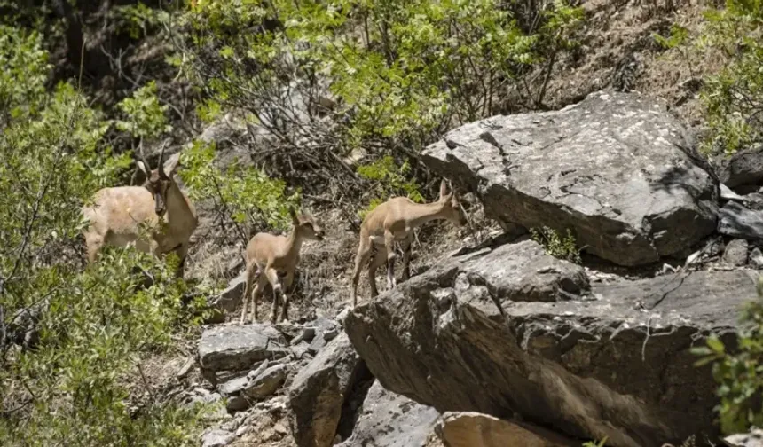 Tunceli Dağlarının Gizli Kahramanları: Yaban Keçileri